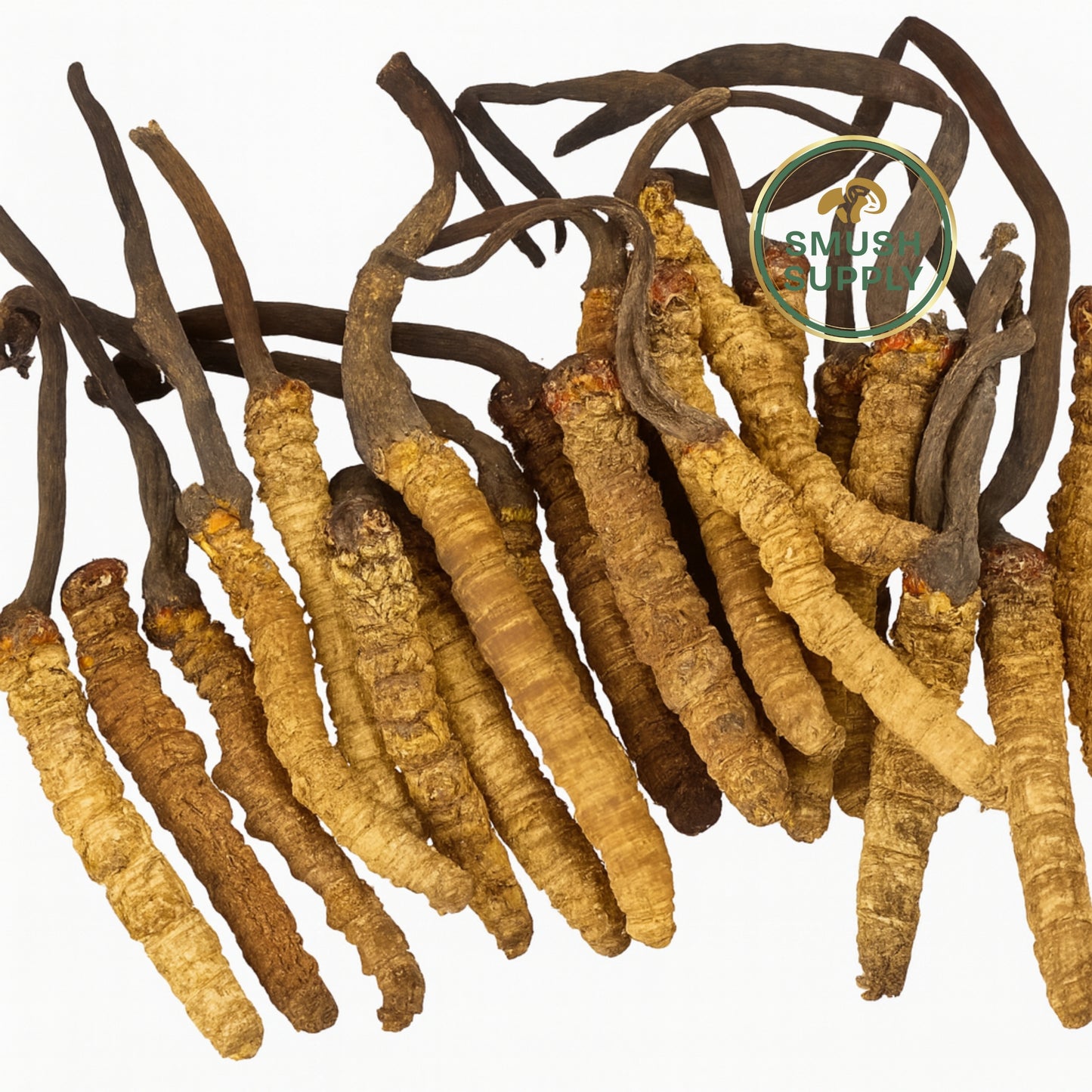 Cordyceps Sinensis (Yarsagumba or Yarchagumba) 5 g – Premium Medicinal Mushroom from the Himalayas, Harvested at 3000-5000 Meters