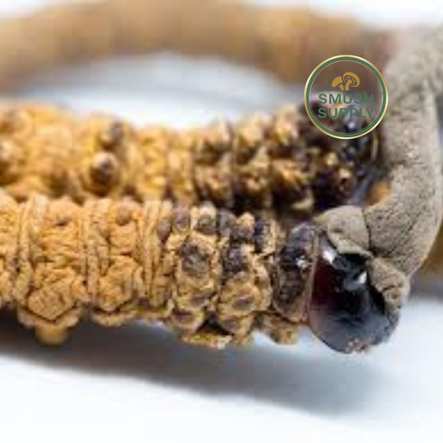 Cordyceps Sinensis (Yarsagumba or Yarchagumba) 5 g – Premium Medicinal Mushroom from the Himalayas, Harvested at 3000-5000 Meters