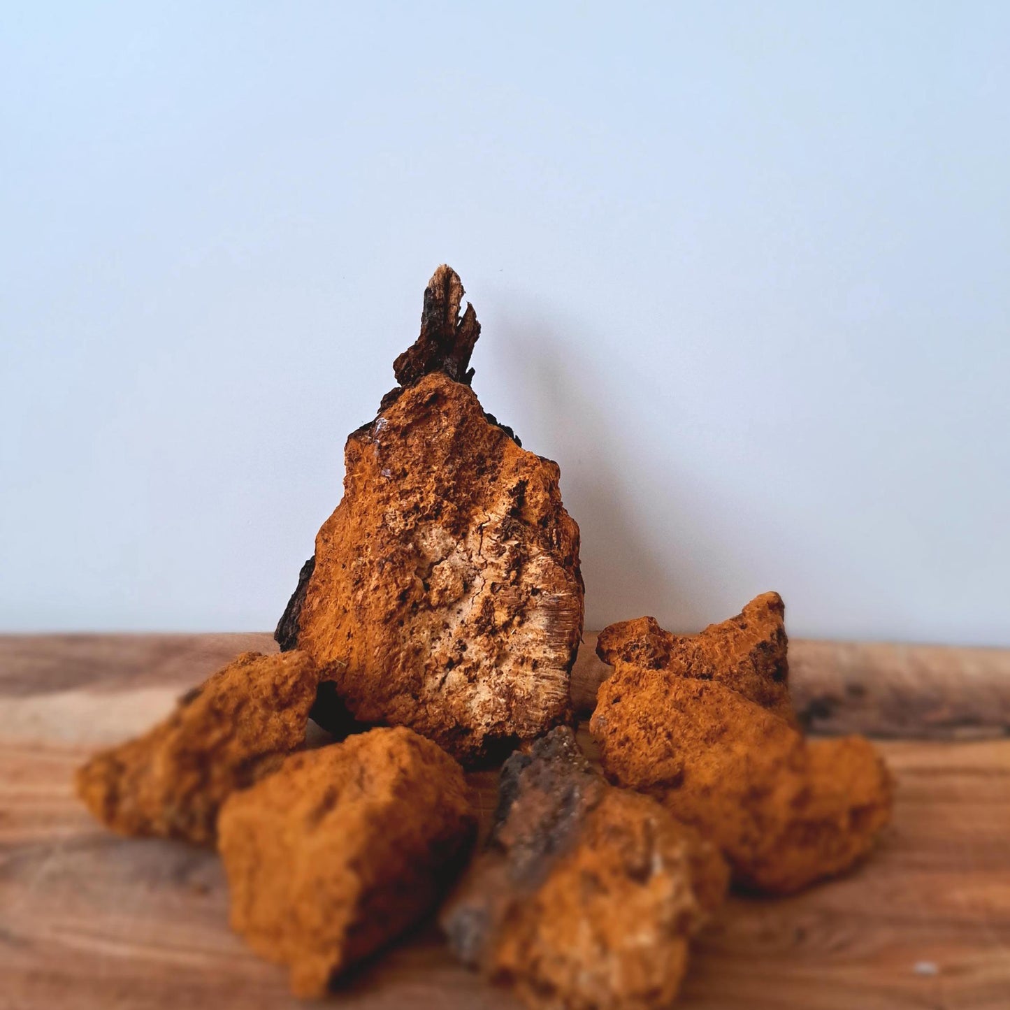 Trozos de Chaga silvestre 200 g | Orgánico y natural | Apoyo inmunológico | Té herbal rico en antioxidantes | Superalimento cosechado en 2025