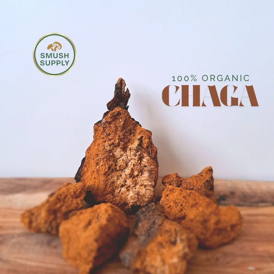 Trozos de Chaga silvestre 200 g | Orgánico y natural | Apoyo inmunológico | Té herbal rico en antioxidantes | Superalimento cosechado en 2025