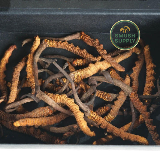 Cordyceps Sinensis (Yarsagumba o Yarchagumba)  – Hongo Medicinal Premium de los Himalayas, Cosechado a 3000-5000 Metros